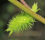 Xanthium orientale