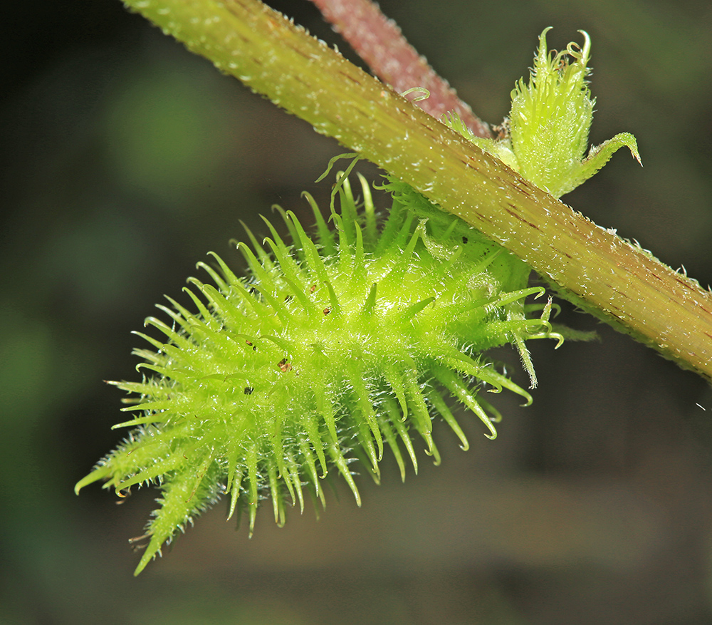 Image of Xanthium orientale specimen.