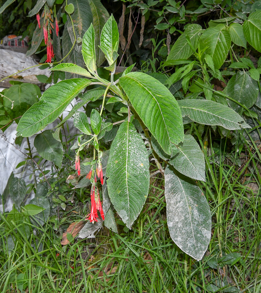 Image of Fuchsia boliviana specimen.