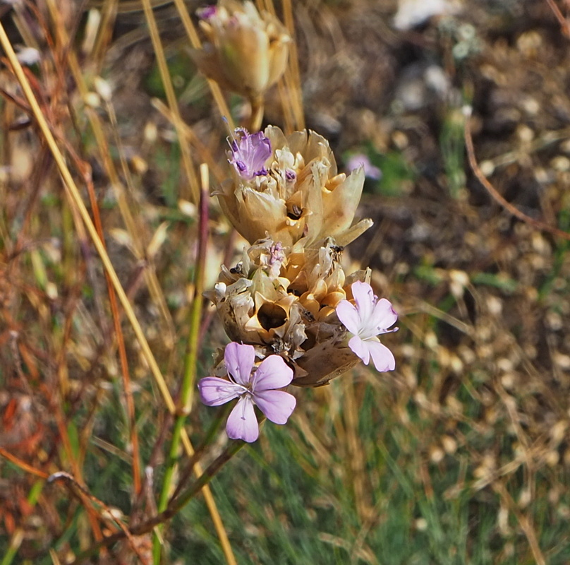 Image of Petrorhagia prolifera specimen.