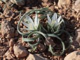 Ornithogalum fimbriatum