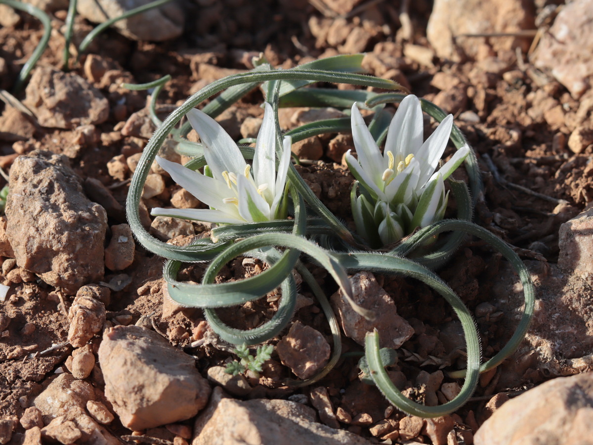 Изображение особи Ornithogalum fimbriatum.