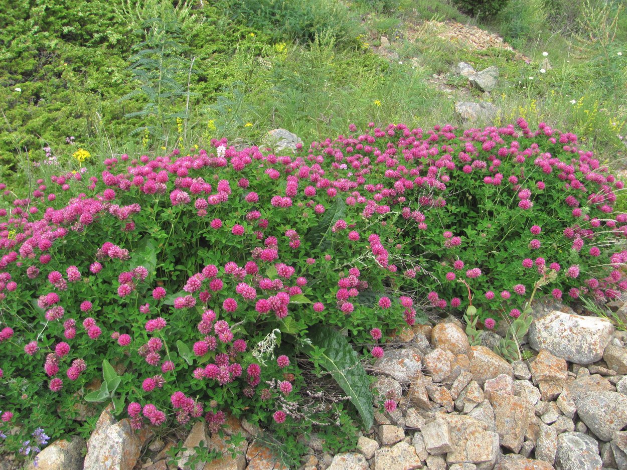 Image of Trifolium medium specimen.