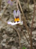 Cymbalaria longipes