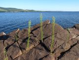 Conyza canadensis