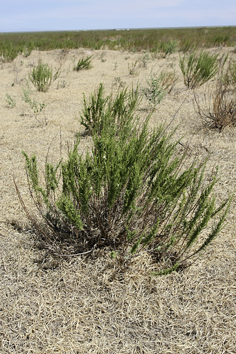 Image of Artemisia cina specimen.