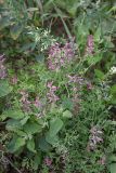 Fumaria officinalis. Цветущее растение. Карельский перешеек, окр. Сертолово, посевное поле, на краю грунтовой дороги. 04.07.2020.