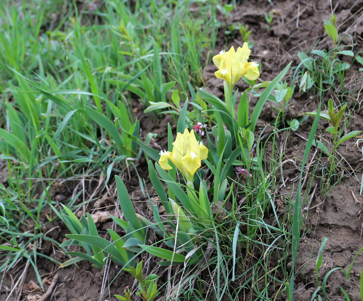 Image of Iris pumila specimen.