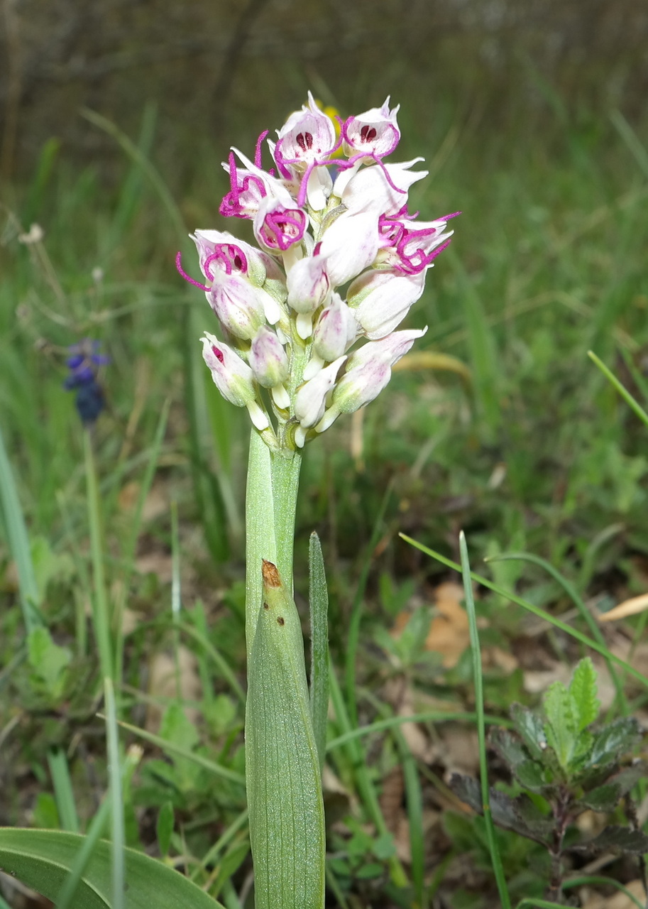 Image of Orchis simia specimen.