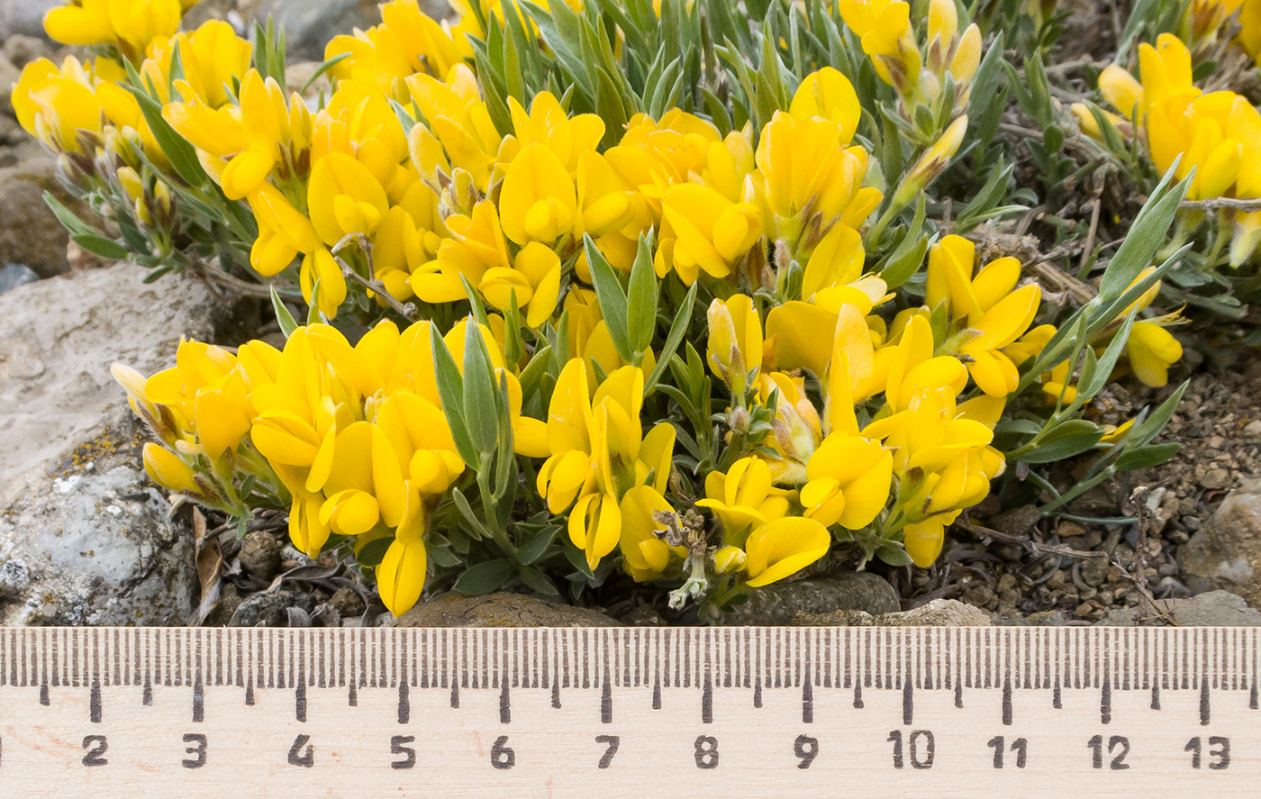 Image of Genista depressa specimen.