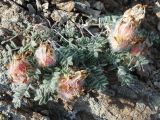 Astragalus chaetodon