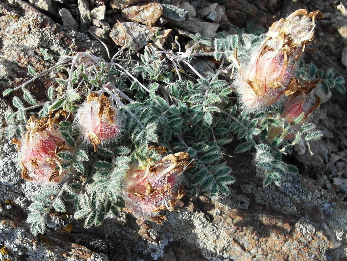 Image of Astragalus chaetodon specimen.