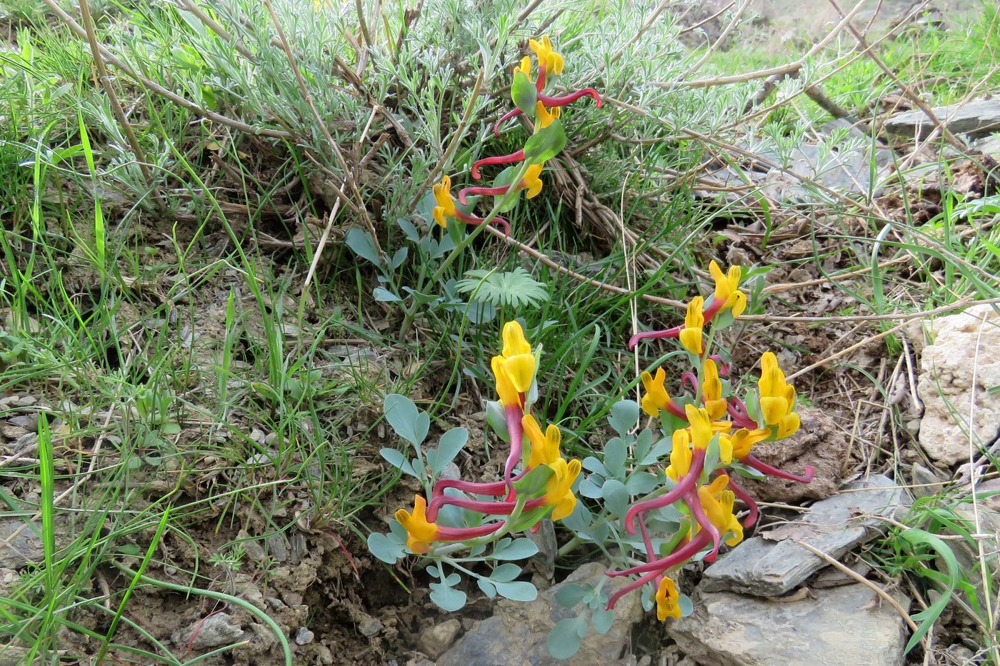 Изображение особи Corydalis sewerzowii.