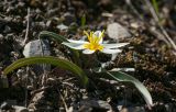 Tulipa jacquesii