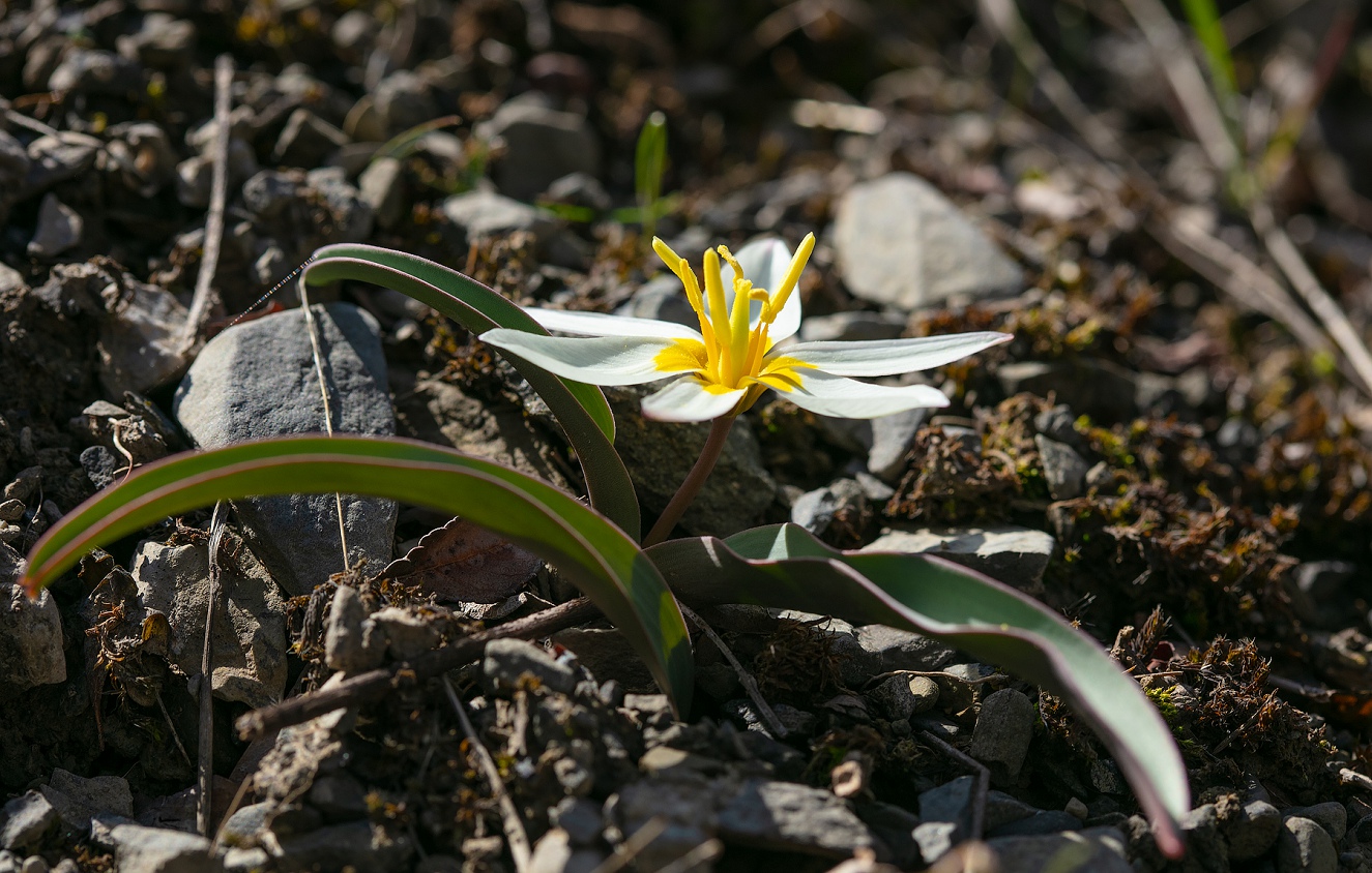 Изображение особи Tulipa jacquesii.