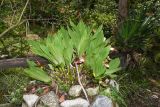 Lycaste macrophylla. Цветущее растение. Перу, регион Куско, провинция Урубамба, окр. г. Machupicchu, ботанический сад \"Jardines de Mandor\". 20.10.2019.