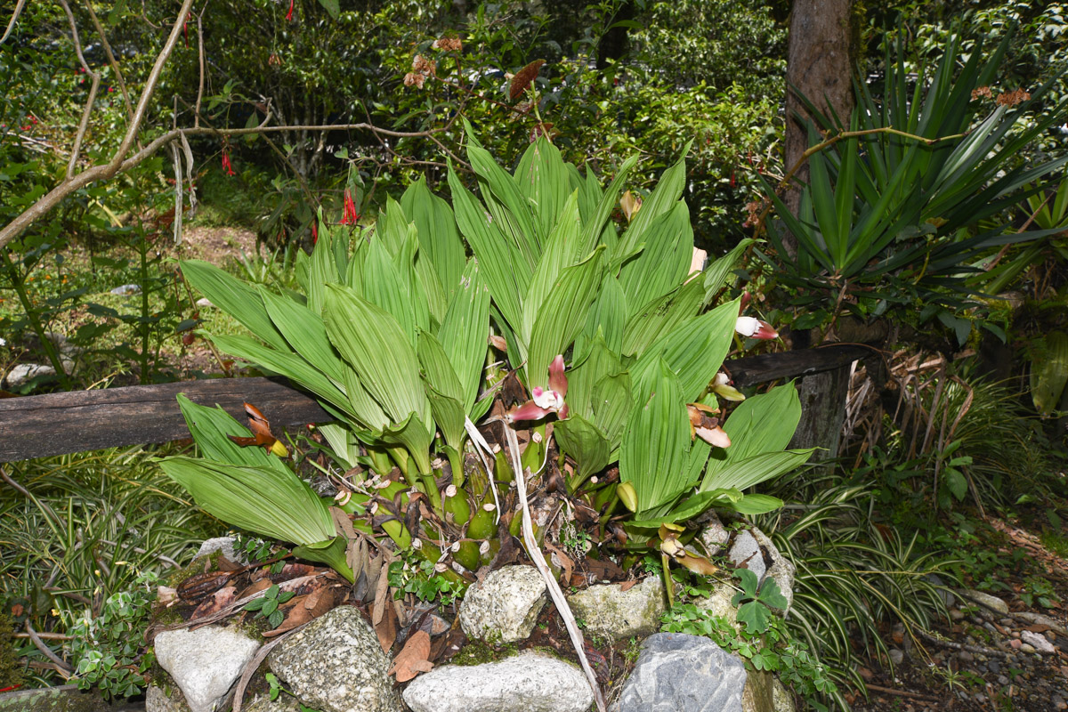 Изображение особи Lycaste macrophylla.