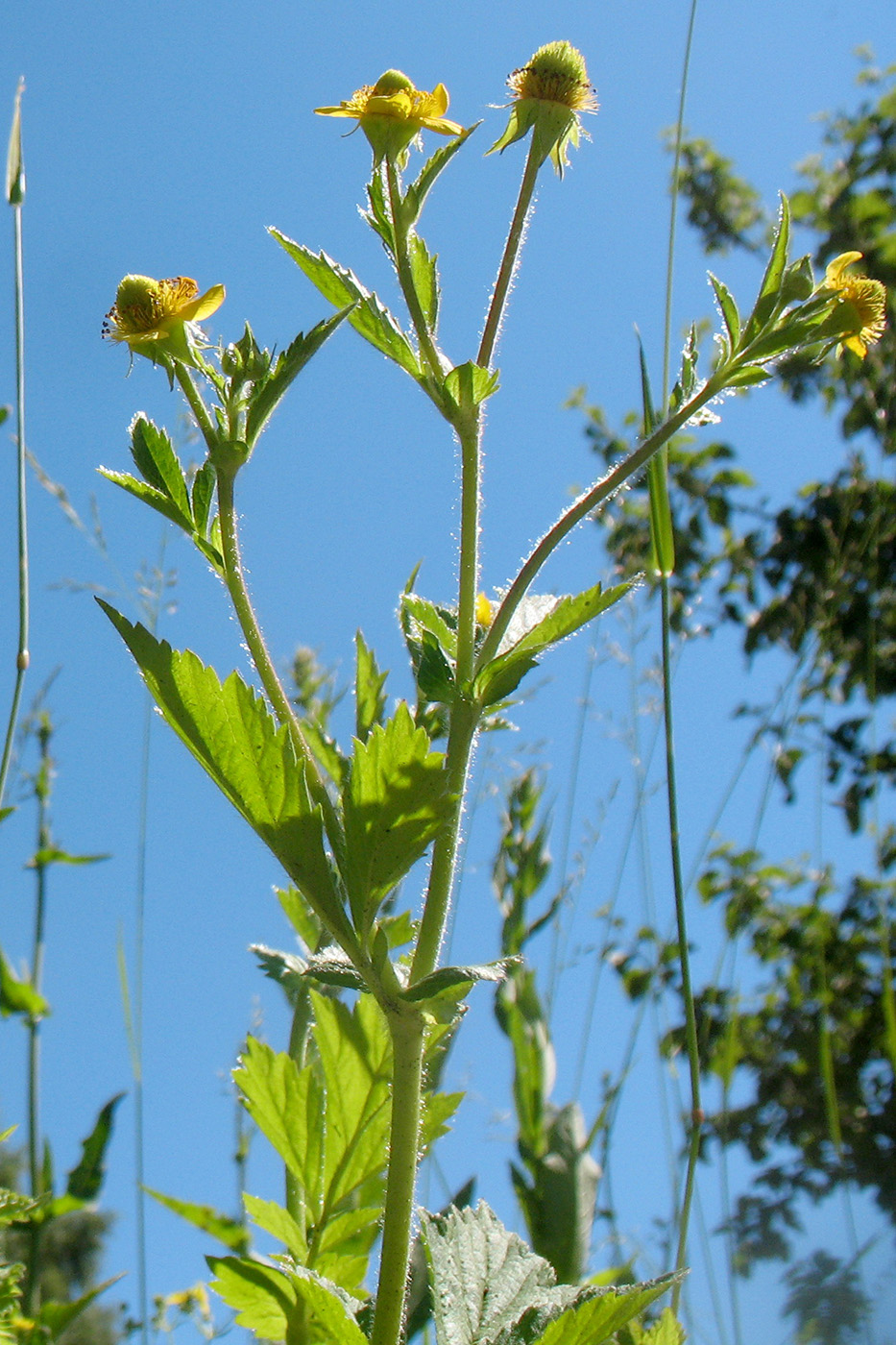 Image of Geum aleppicum specimen.