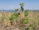 Alcea rugosa