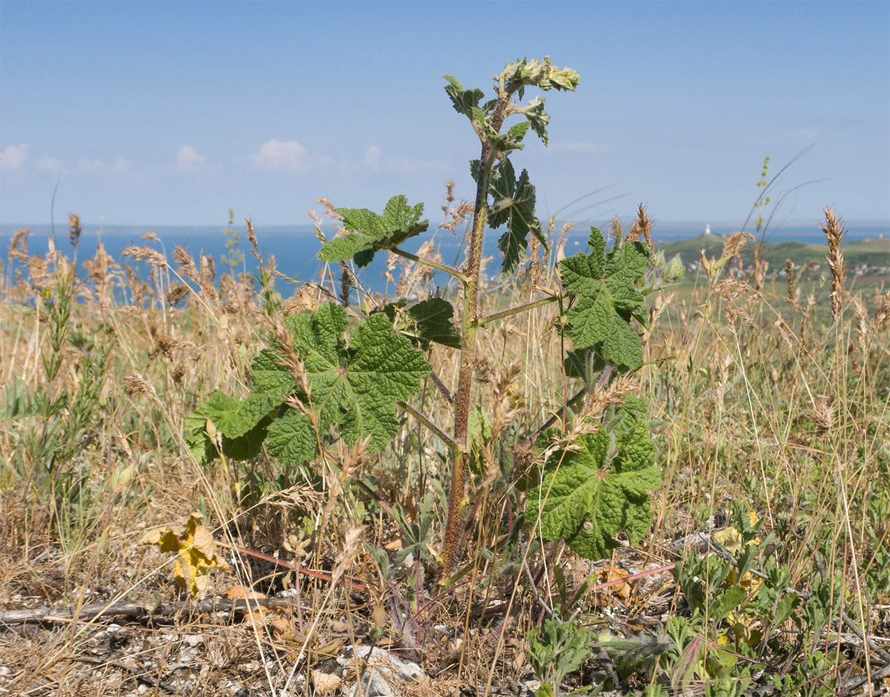 Изображение особи Alcea rugosa.