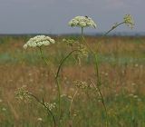 Cenolophium fischeri