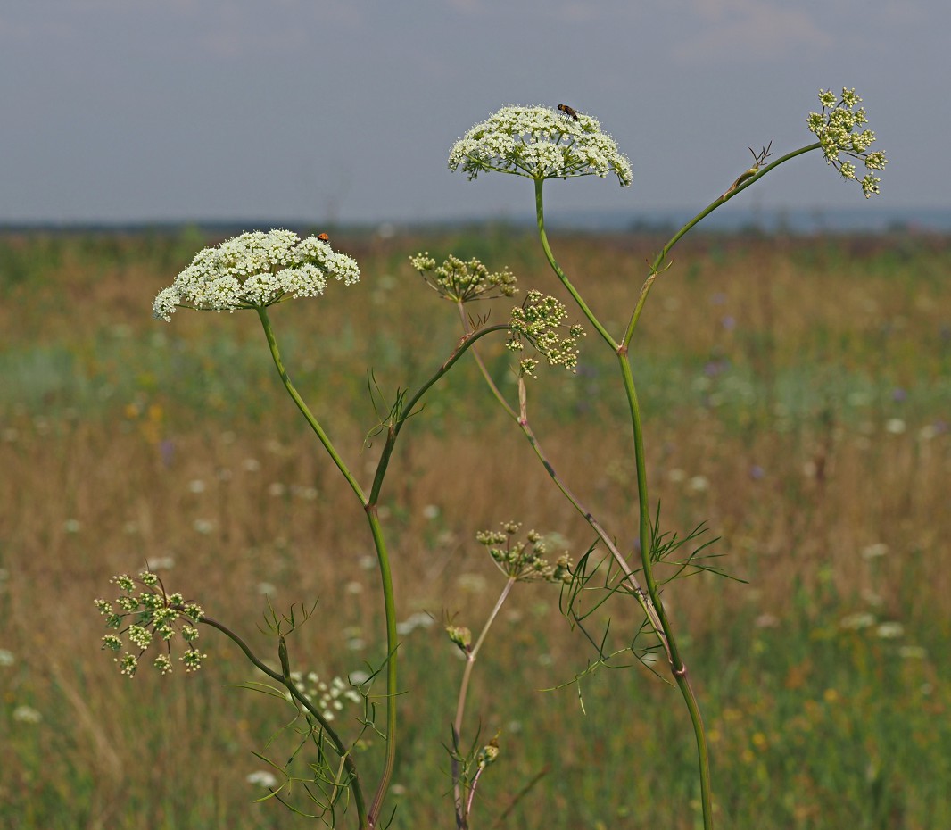 Изображение особи Cenolophium fischeri.