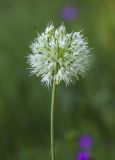 Allium victorialis