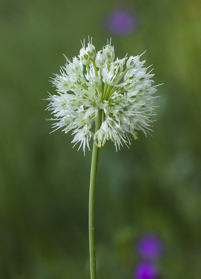 Image of Allium victorialis specimen.