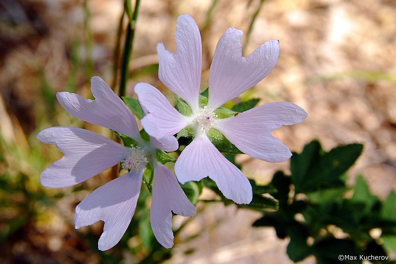 Image of Malva thuringiaca specimen.
