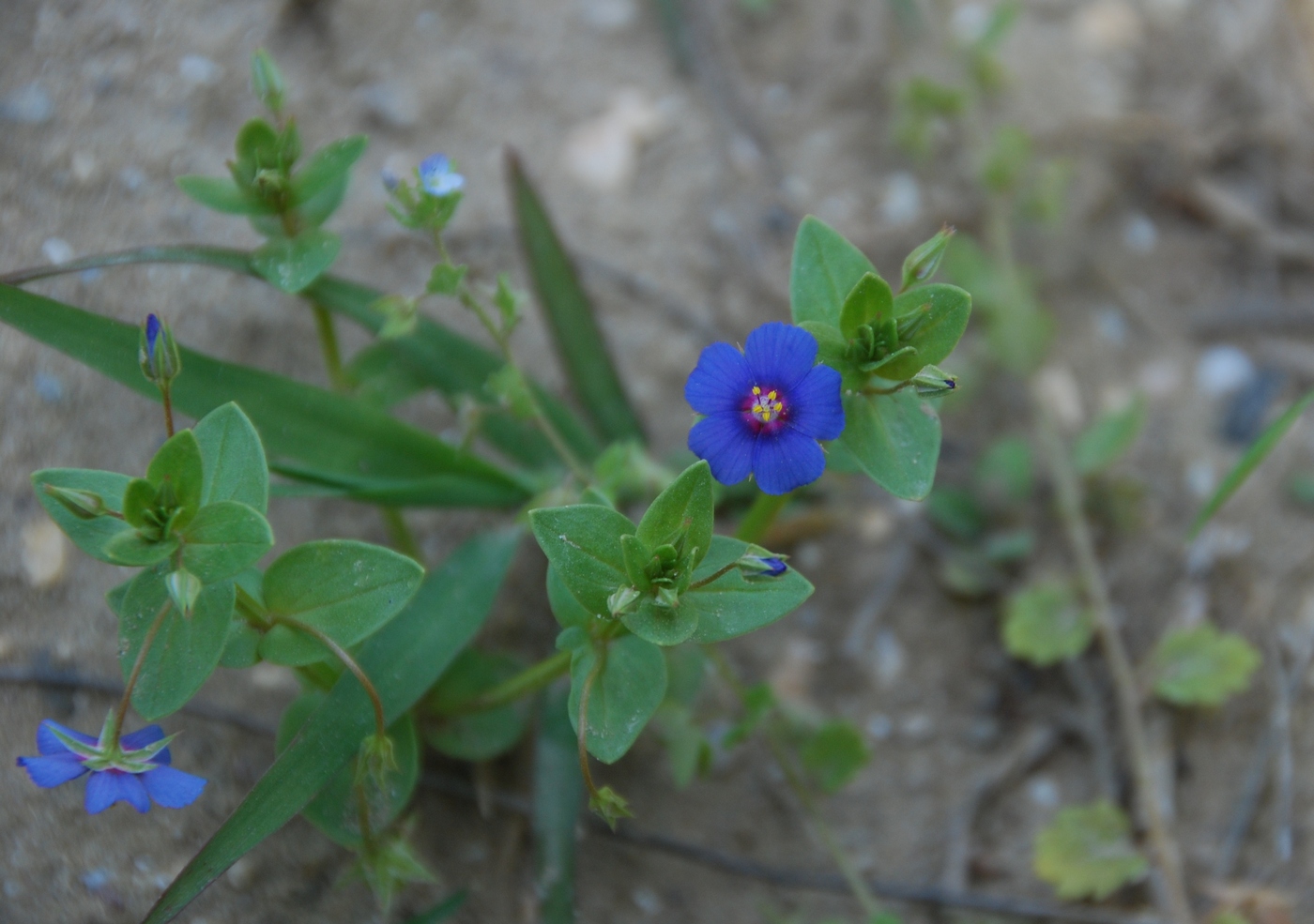 Image of Anagallis arvensis specimen.