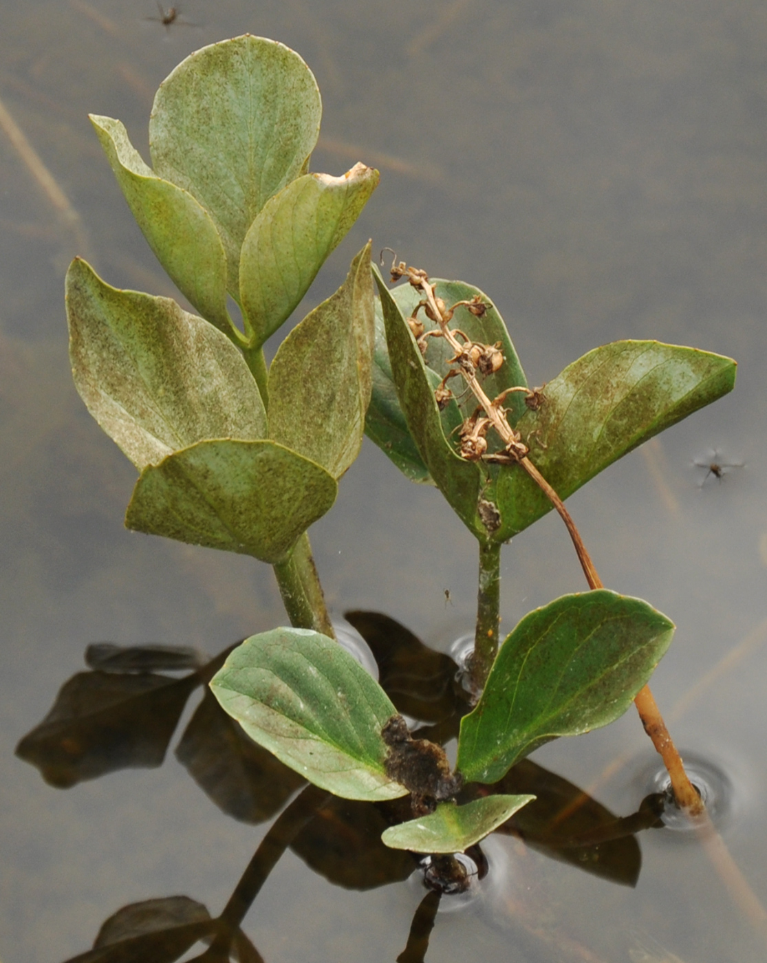 Image of Menyanthes trifoliata specimen.