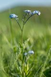 Myosotis lithospermifolia. Верхушка цветущего растения. Краснодарский край, м/о г. Геленджик, хр. Маркотх, гора Солдатская, горная степь. 16.05.2021.