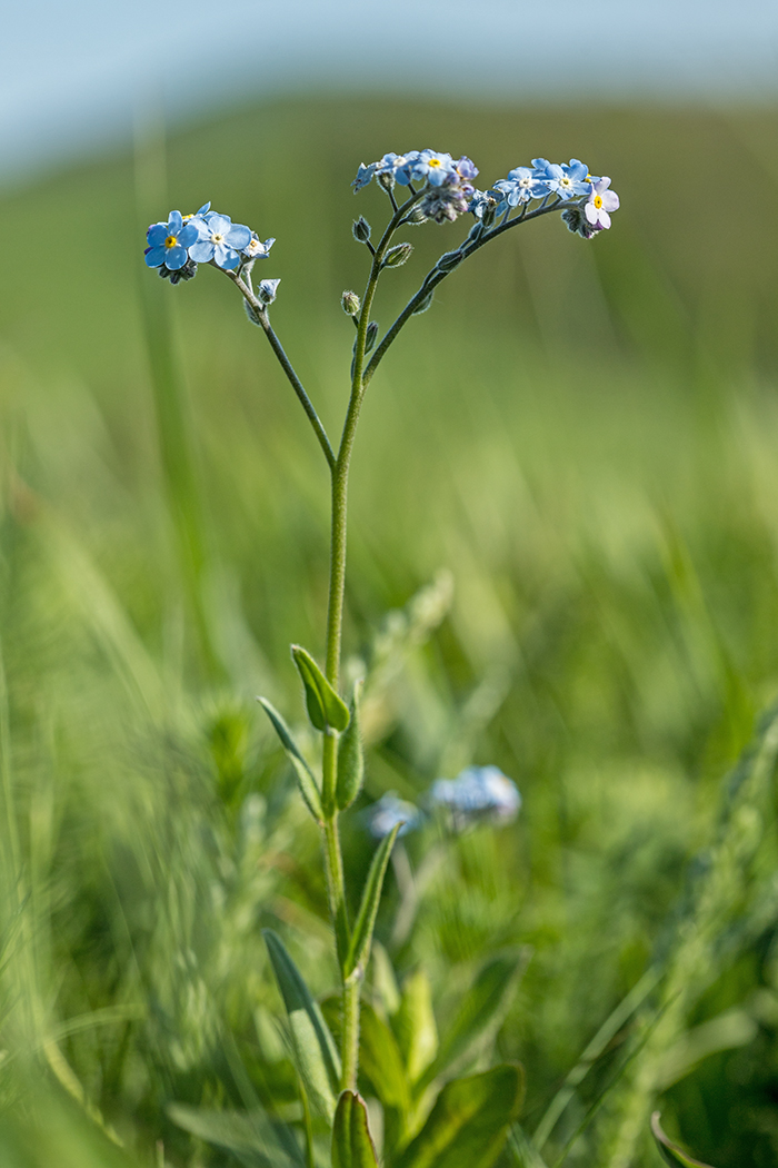 Image of Myosotis lithospermifolia specimen.