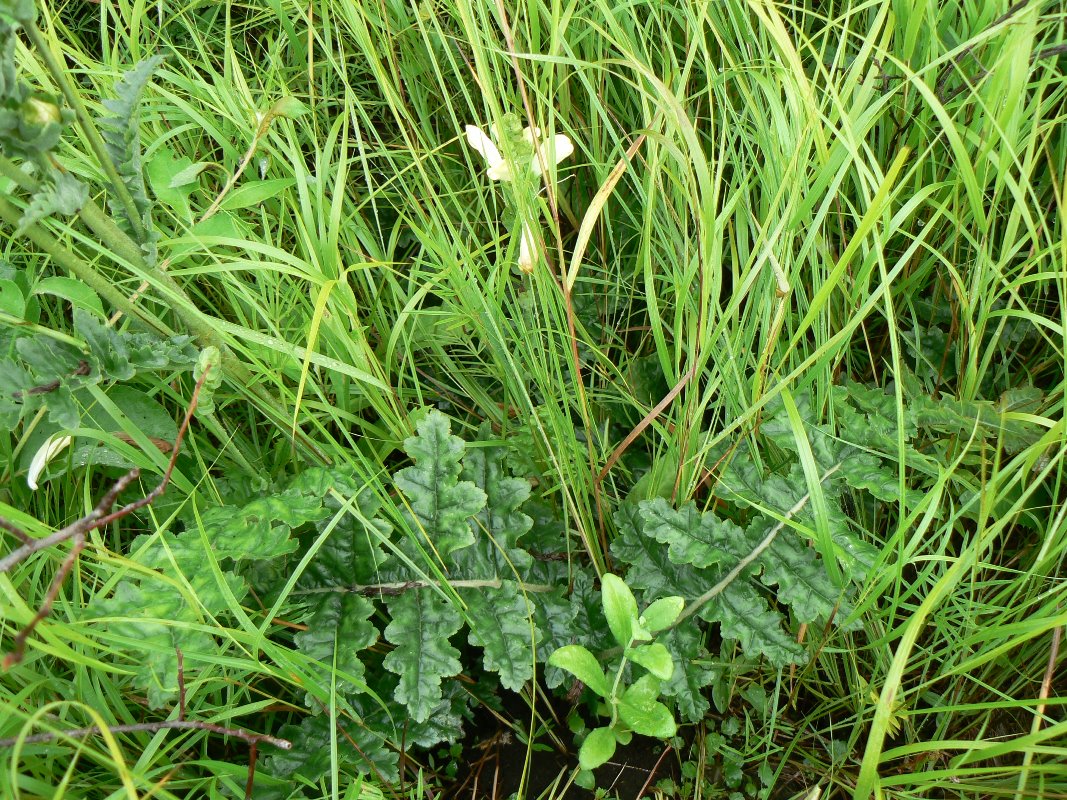 Изображение особи Pedicularis sceptrum-carolinum.