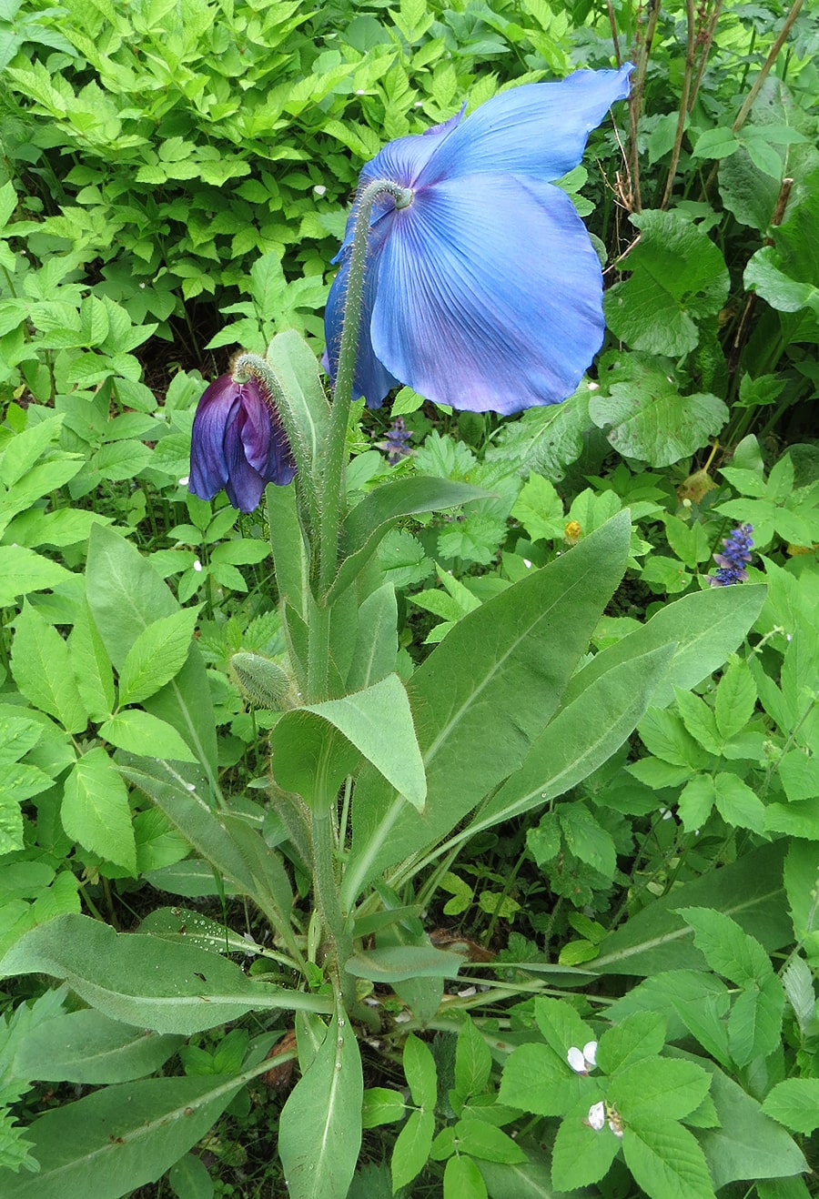 Image of Meconopsis &times; sheldonii specimen.