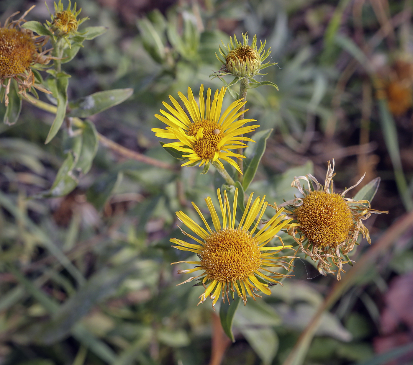 Image of genus Inula specimen.