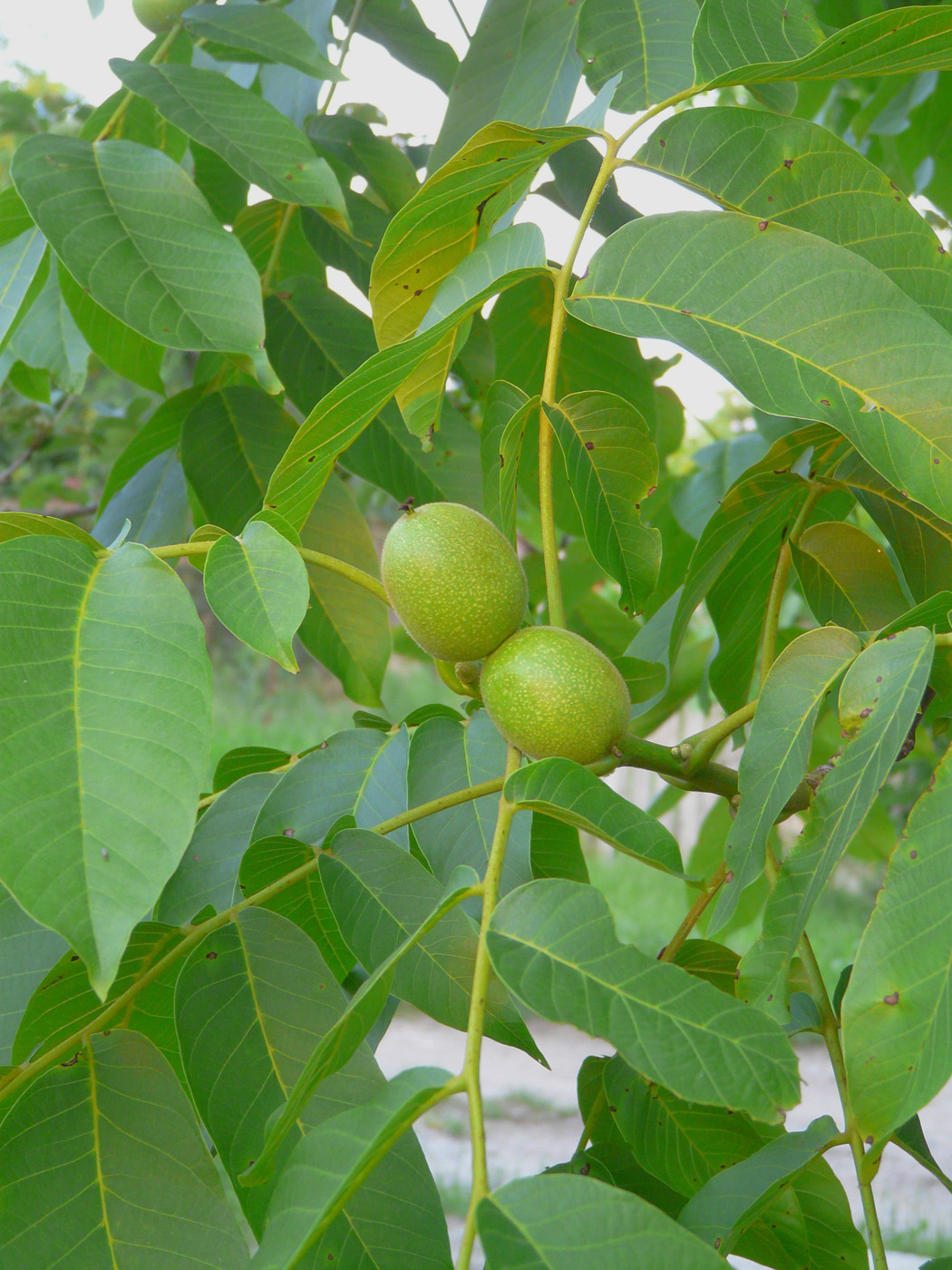 Image of Juglans regia specimen.