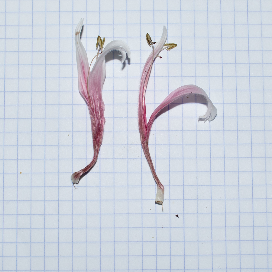 Image of Megaskepasma erythrochlamys specimen.