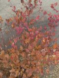 Spiraea &times; vanhouttei