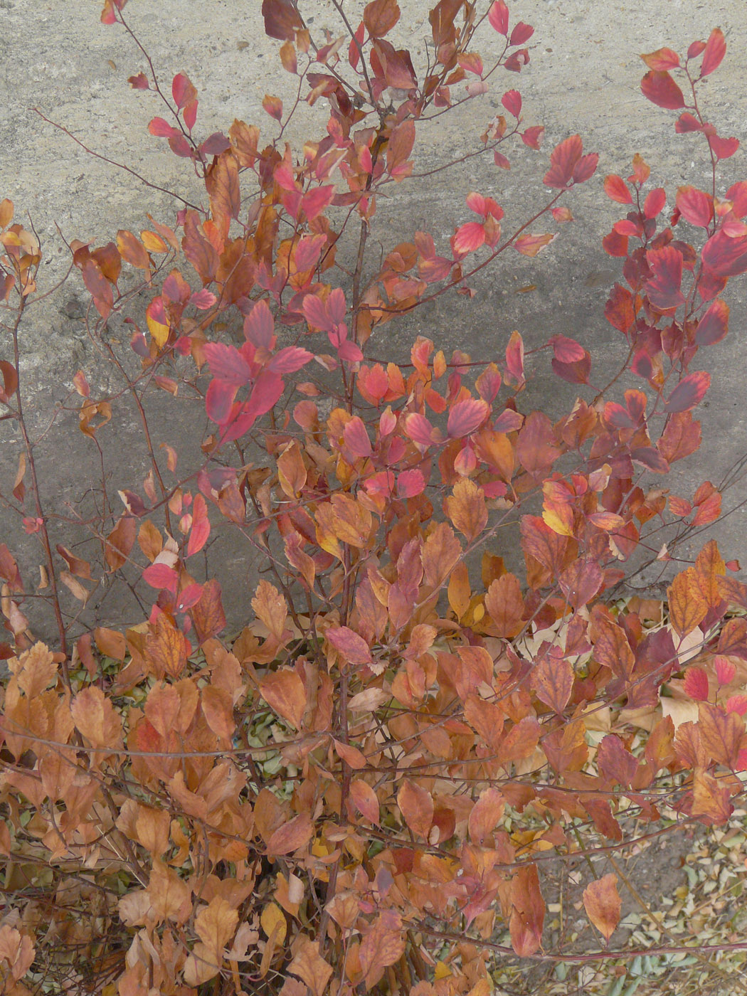 Изображение особи Spiraea &times; vanhouttei.