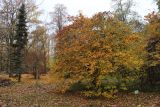 Crataegus persimilis. Плодоносящие растение в осенней окраске (форма 'Prunifolia'). Санкт-Петербург, ботанический сад БИН РАН, в культуре. 14.10.2021.