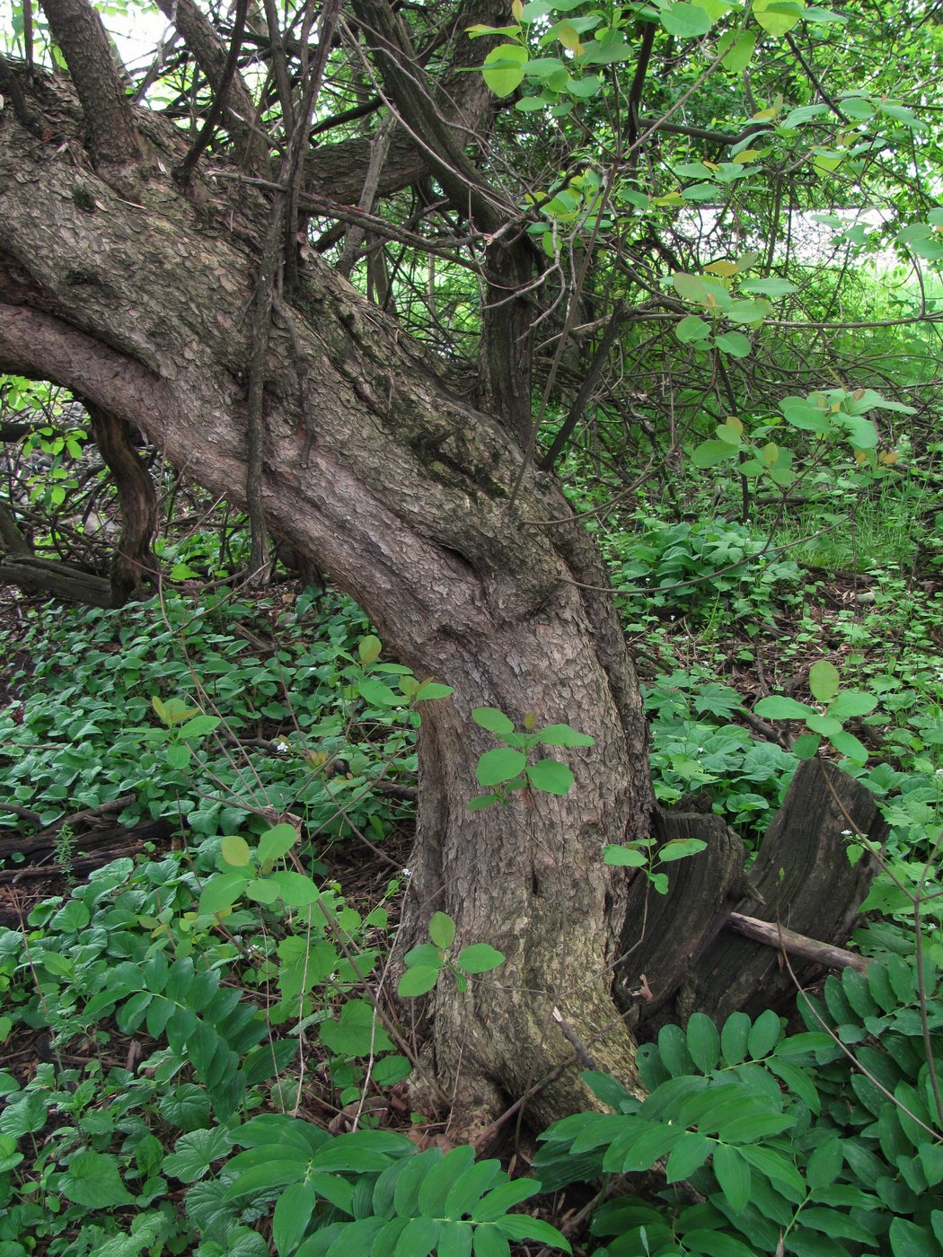 Image of Cotinus coggygria specimen.