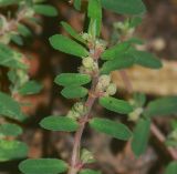 Euphorbia forskaolii