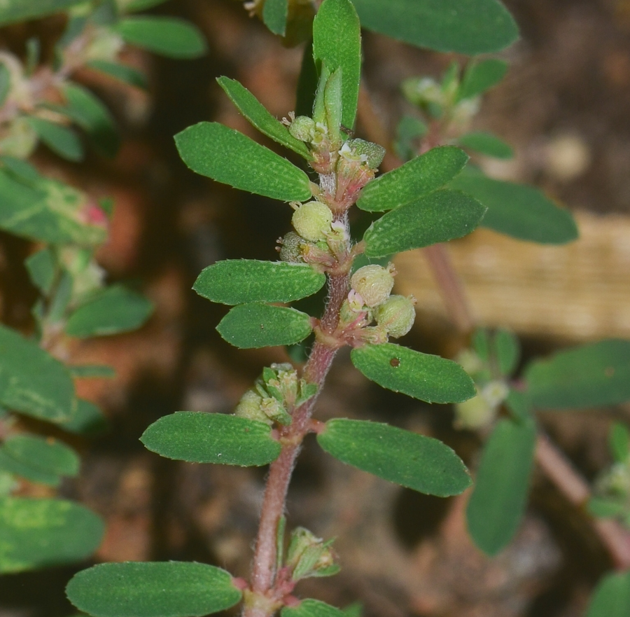 Изображение особи Euphorbia forskaolii.