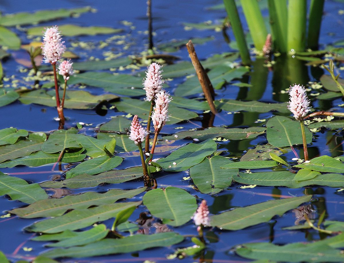 Изображение особи Persicaria amphibia.