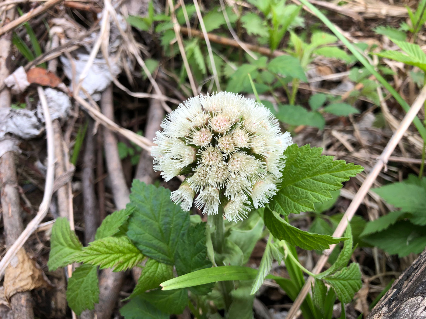 Image of Petasites tatewakianus specimen.