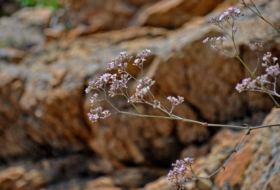 Изображение особи Gypsophila pacifica.