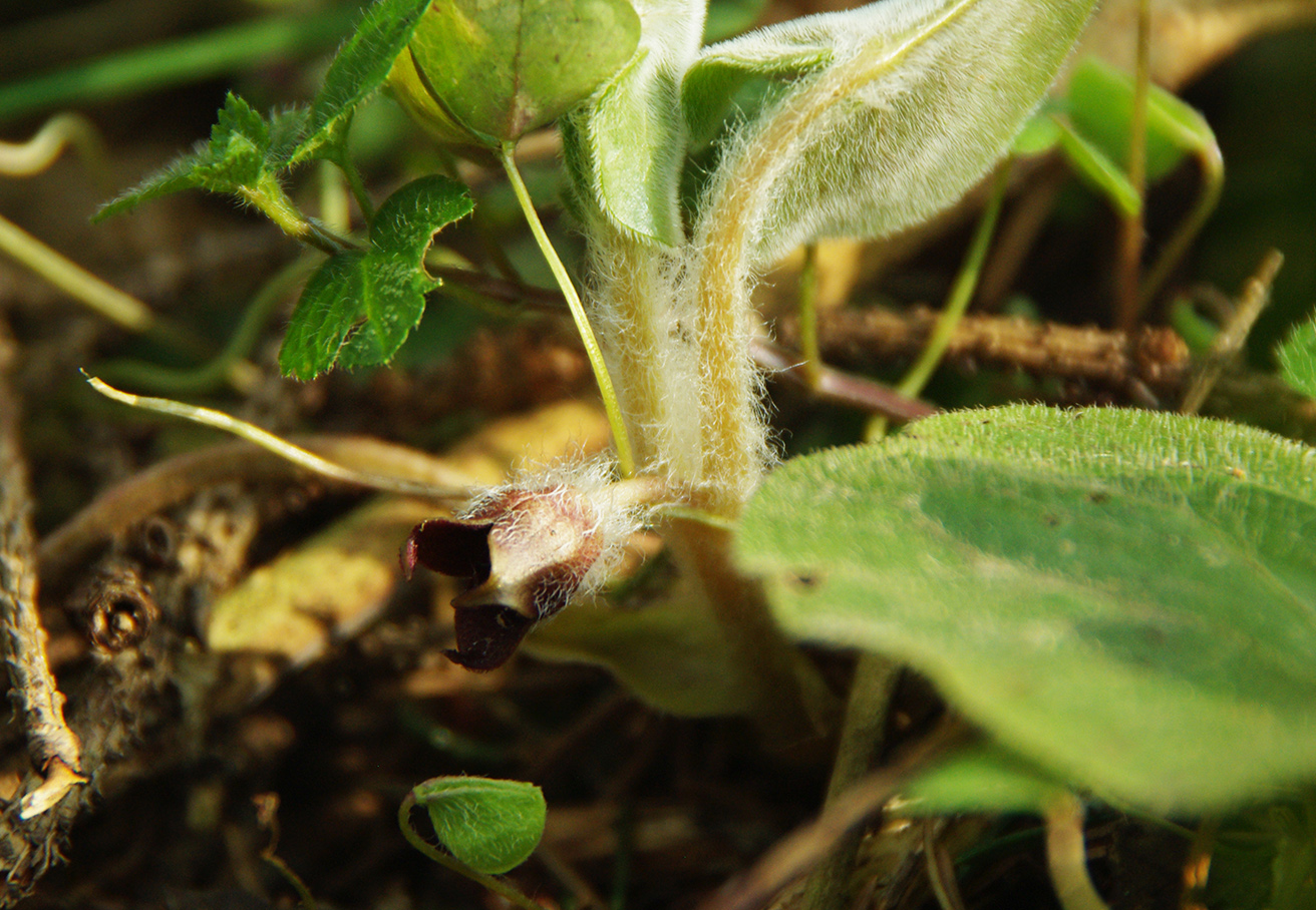 Изображение особи Asarum europaeum.