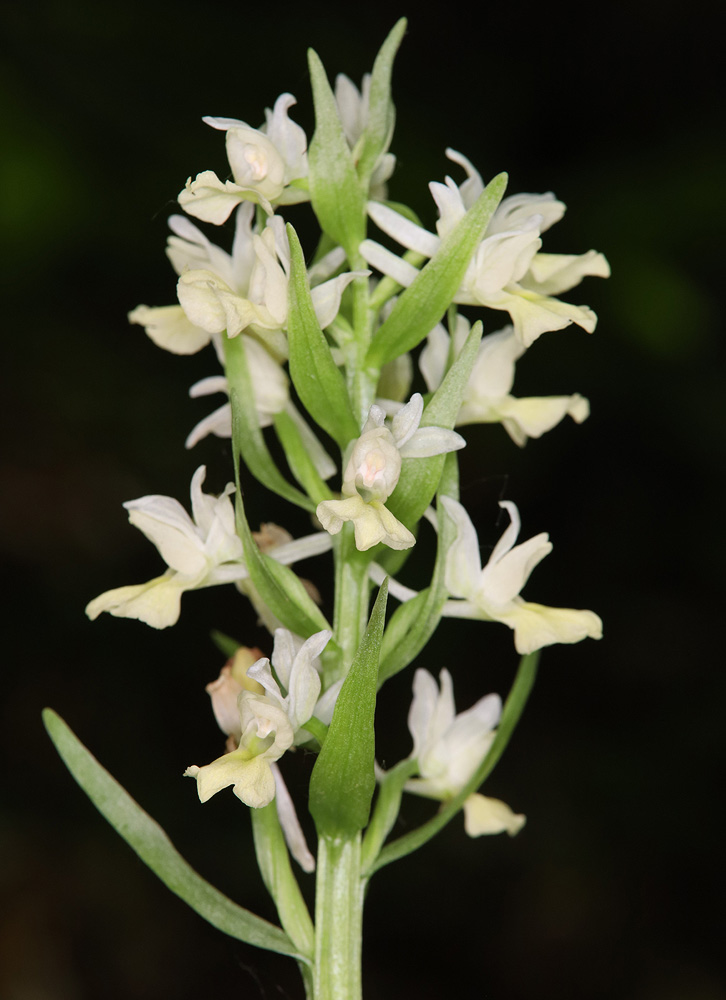 Изображение особи Dactylorhiza romana ssp. georgica.