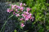 Cerasus incana. Цветки и листья (слева видны сухие побеги Onobrychis cornuta). Дагестан, Казбековский р-н, долина р. Сулак, Сулакский каньон, ≈ 900 м н.у.м., луговой участок у края обрыва. 01.05.2022.